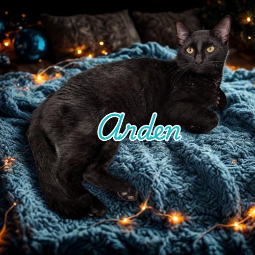 Arden-Loving Heartbreaker, Adoptable, Young Male Domestic Short Hair.