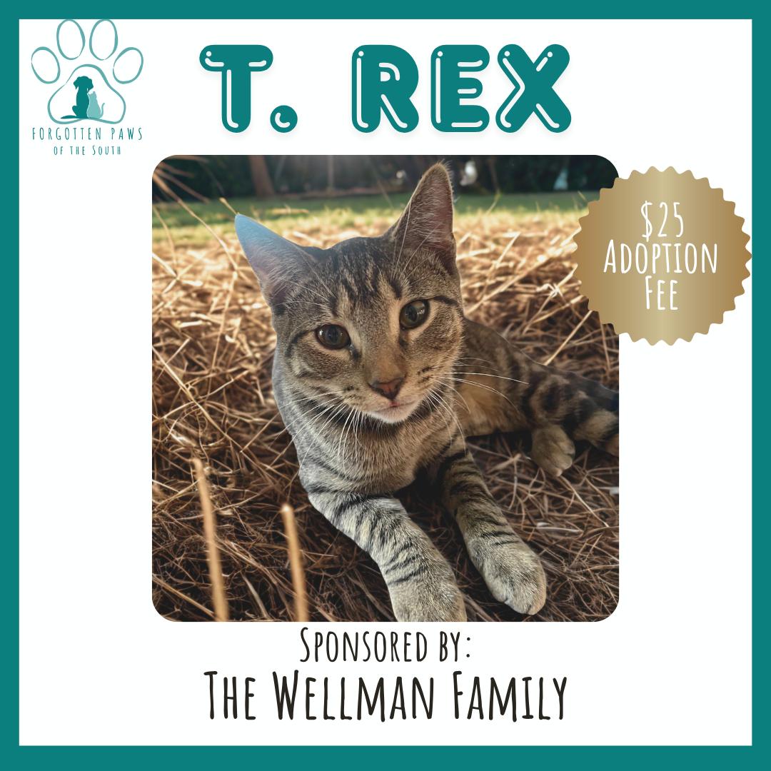 T. Rex, Adopted, Young Male Domestic Short Hair.