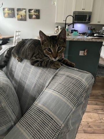Enlarge T. Rex, a Adopted Domestic Short Hair in Moncks Corner, SC image 2/5