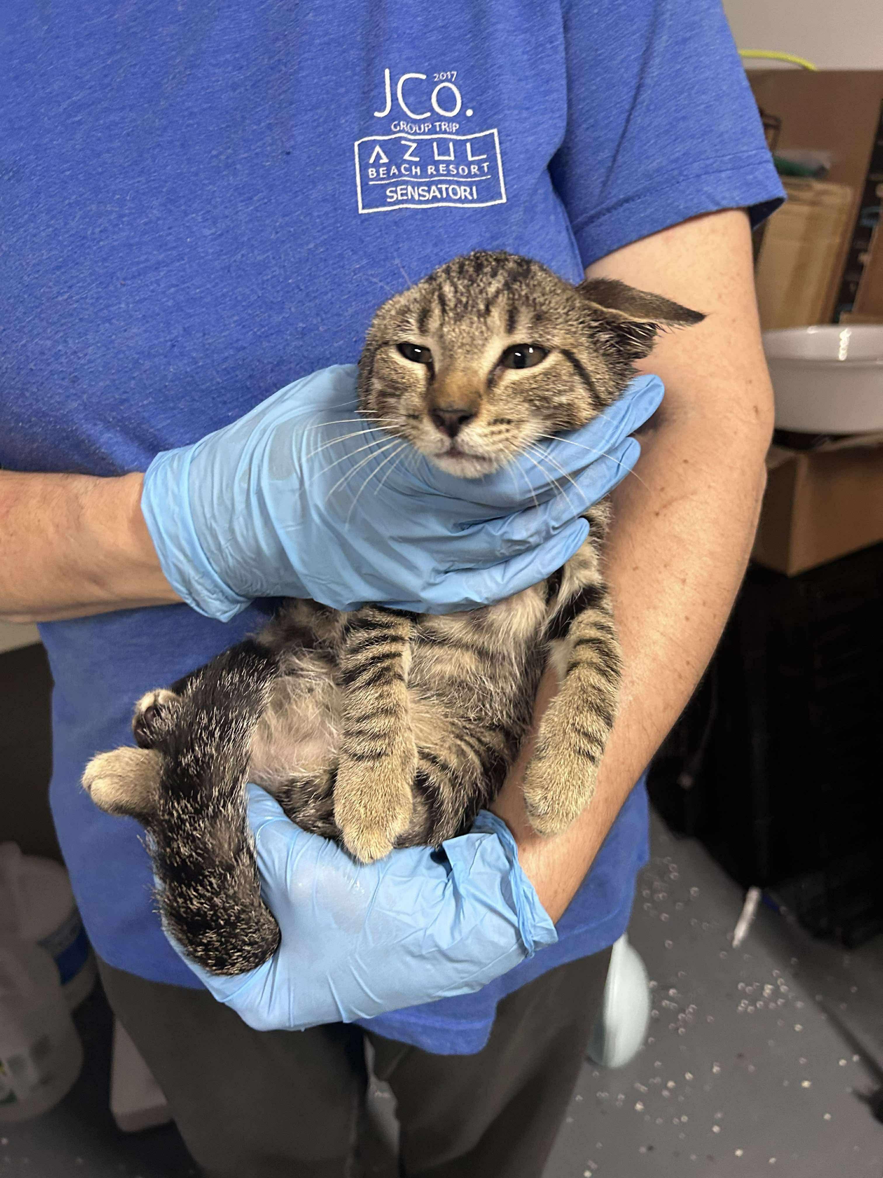Enlarge T. Rex, a Adopted Domestic Short Hair in Moncks Corner, SC image 3/5