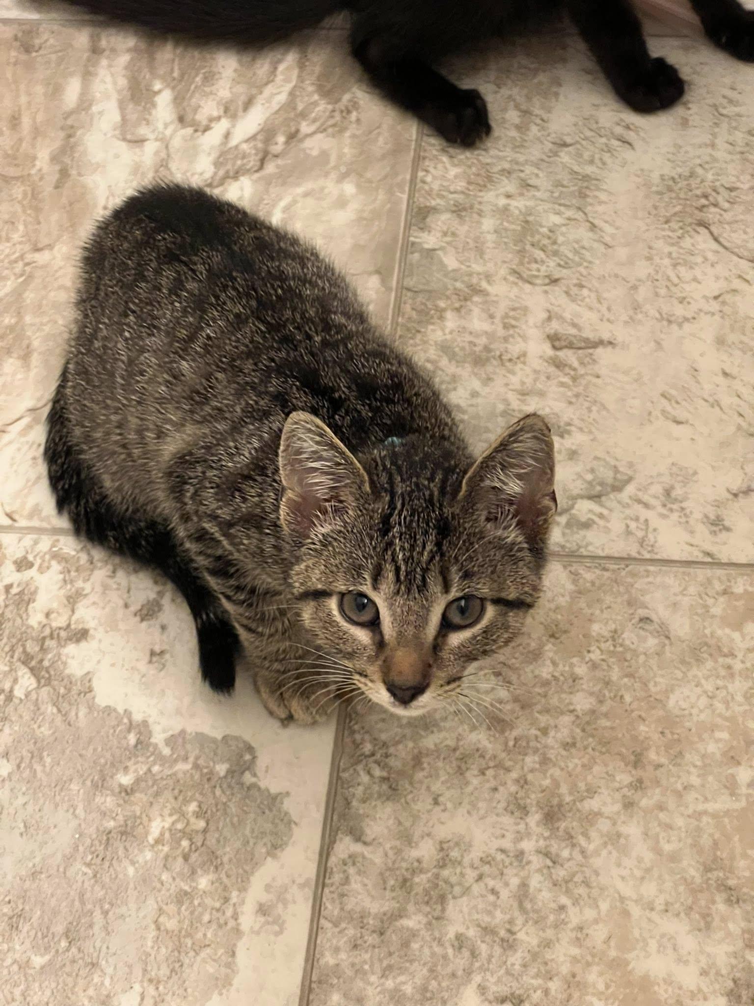 Enlarge T. Rex, a Adopted Domestic Short Hair in Moncks Corner, SC image 4/5