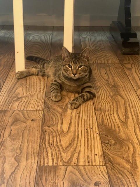 Enlarge T. Rex, a Adopted Domestic Short Hair in Moncks Corner, SC image 5/5