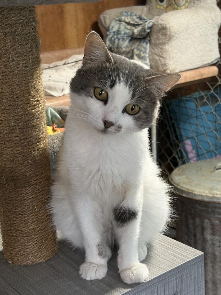 CARSON, Adoptable, Young Male Domestic Medium Hair.