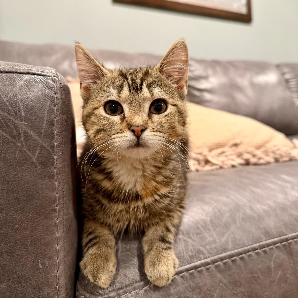 Milly, Adoptable, Kitten Female Domestic Short Hair & Domestic Short Hair.