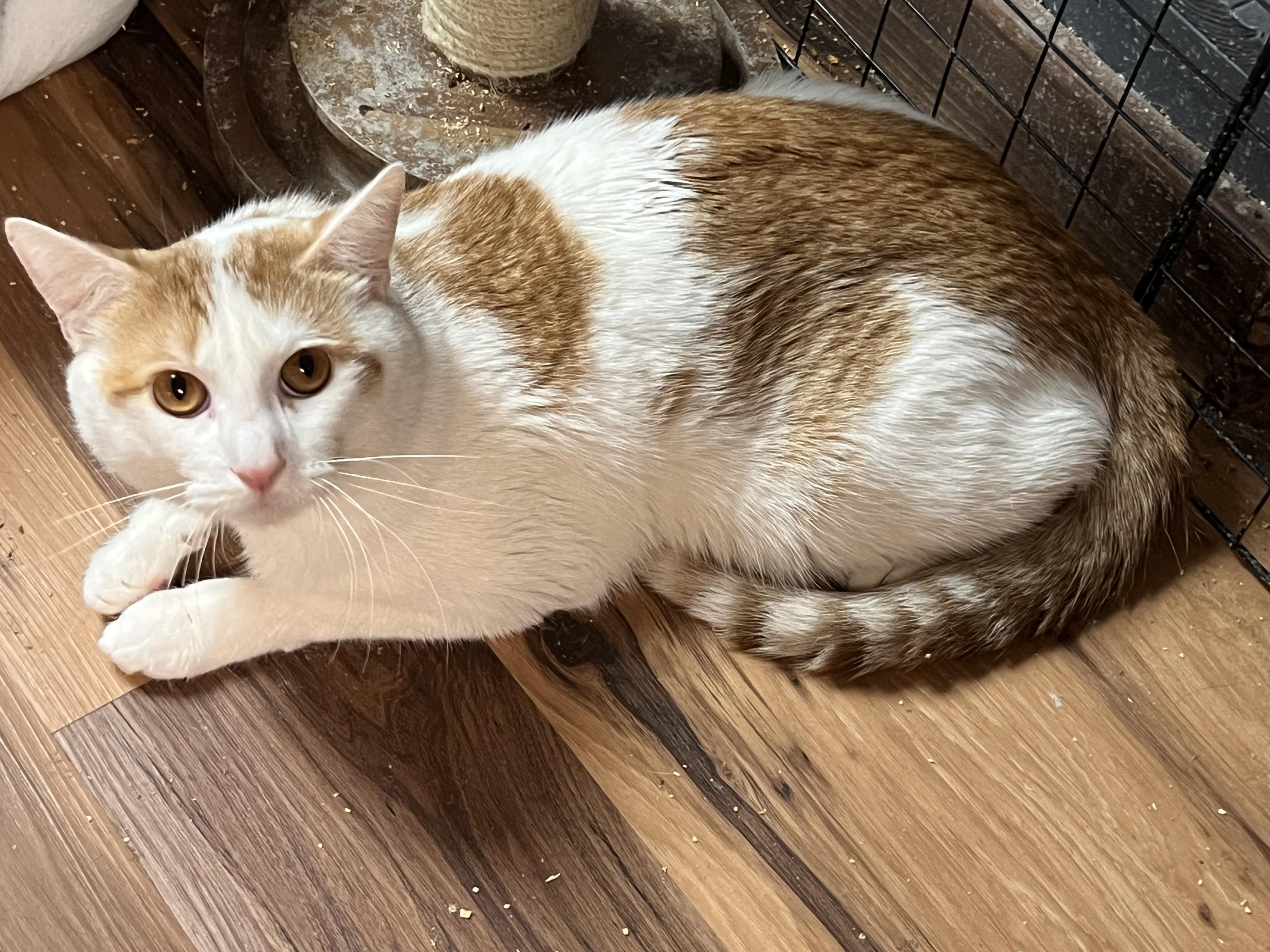 Sleepy, adoptable, Adult Male Domestic Short Hair.