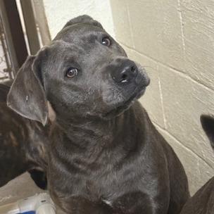 Enlarge Phoebe, a Adoptable Weimaraner in Port Aransas, TX image 1/1