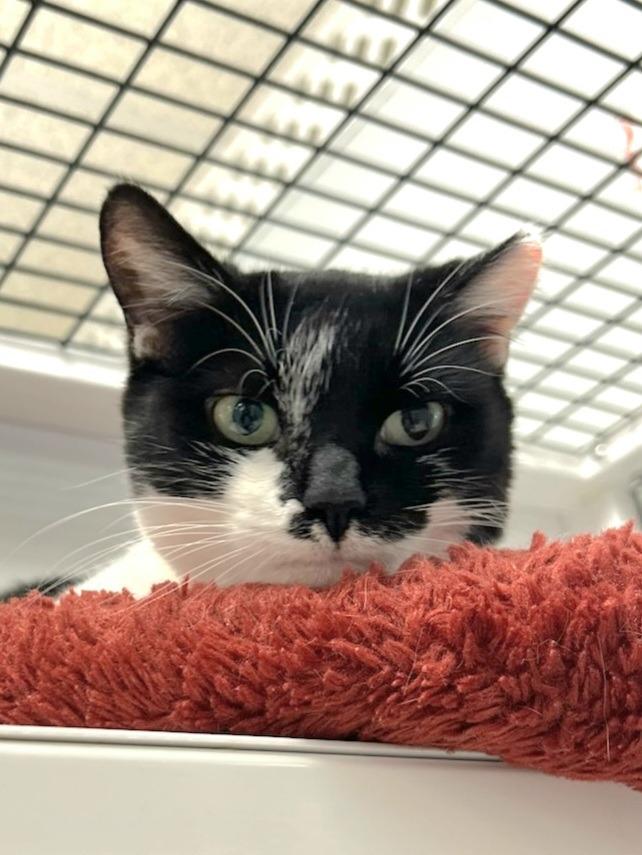 Marlee, Adoptable, Adult Female Domestic Short Hair & Domestic Short Hair (Black & White).