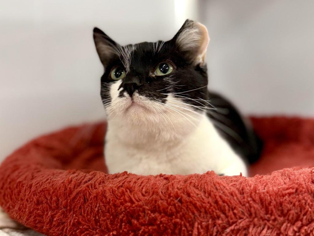 Enlarge Marlee, a Adoptable mixed breed in Raleigh, NC image 2/2