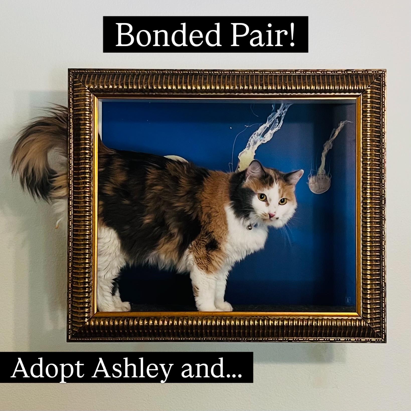 Ashley & Teddy, ADOPTABLE, Young Female Calico.