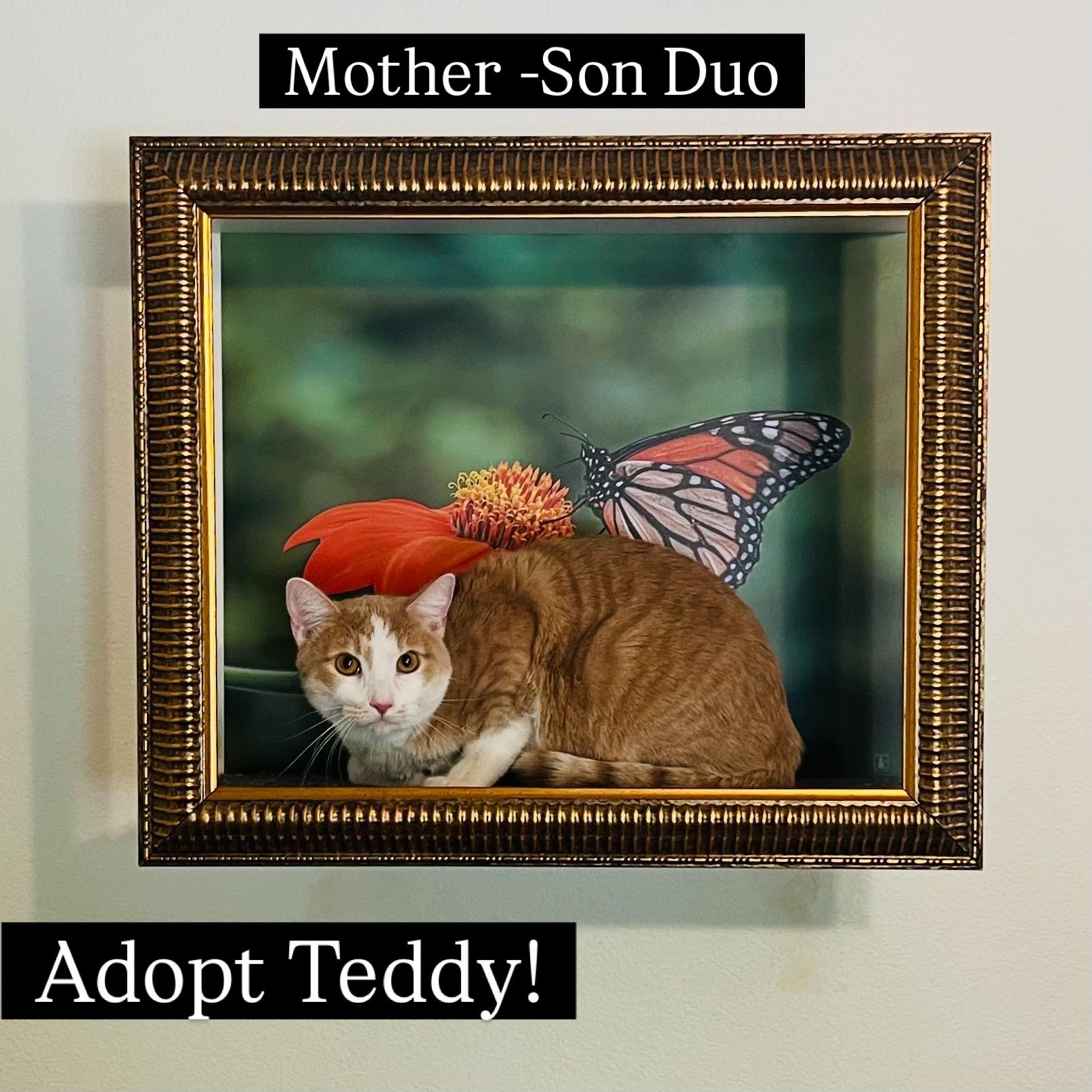 Ashley & Teddy, a ADOPTABLE Calico in Santa Clarita, CA image 3/5