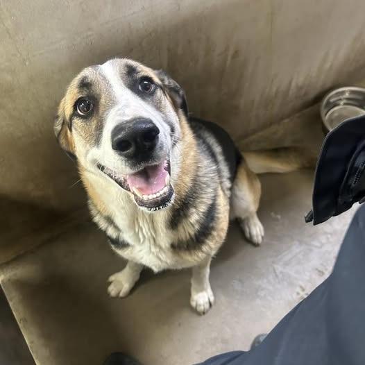 26-184 "Stella", Adoptable, Young Female Anatolian Shepherd.