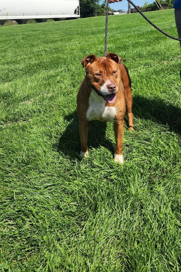 Dixie 198-26, a ADOPTABLE mixed breed in Cambridge, OH image 4/6