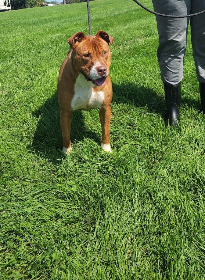 Dixie 198-26, a ADOPTABLE mixed breed in Cambridge, OH image 3/6