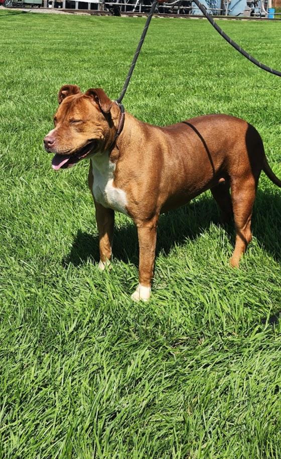 Dixie 198-26, a ADOPTABLE mixed breed in Cambridge, OH image 2/6