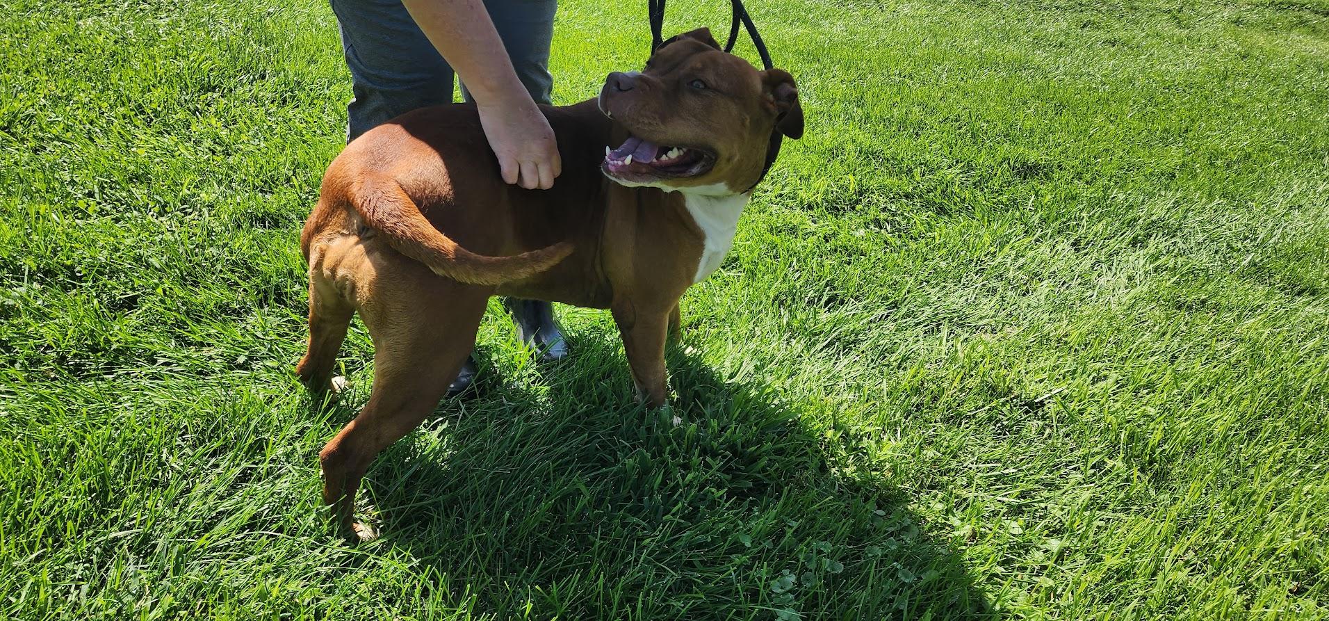Dixie 198-26, a ADOPTABLE mixed breed in Cambridge, OH image 5/6