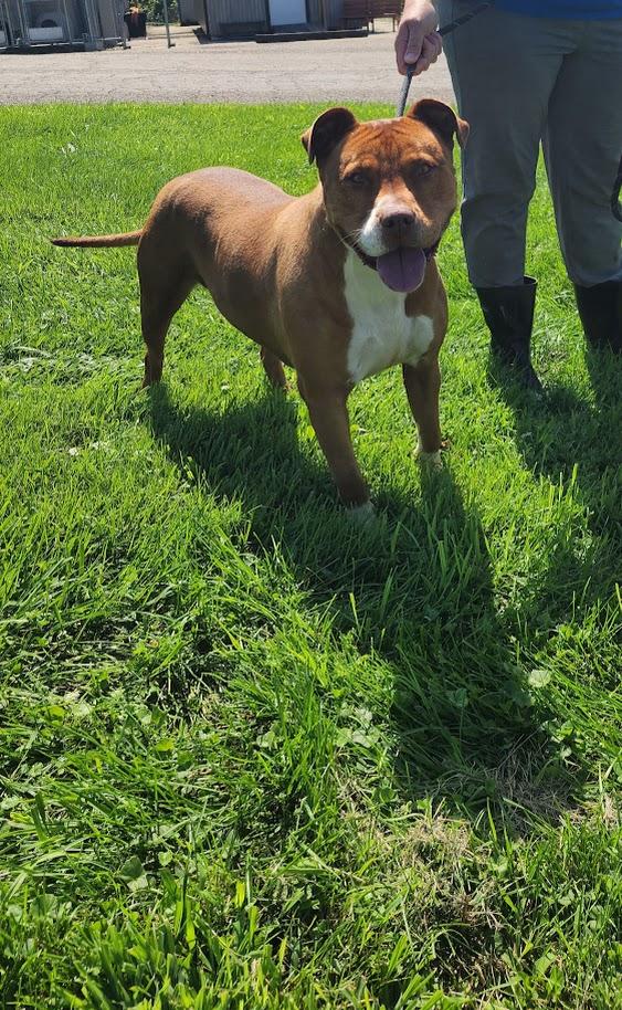 Dixie 198-26, a ADOPTABLE mixed breed in Cambridge, OH image 1/6