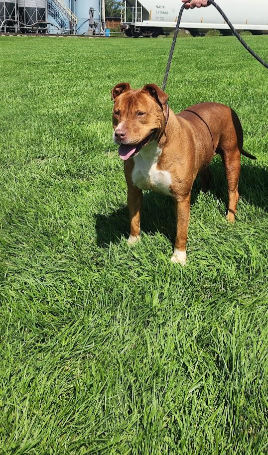 Dixie 198-26, a ADOPTABLE mixed breed in Cambridge, OH image 6/6