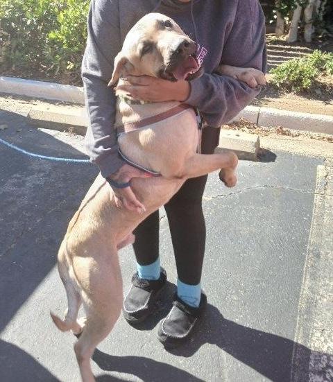 Cobo, an adoptable Mastiff in Smyrna, GA image 5/6