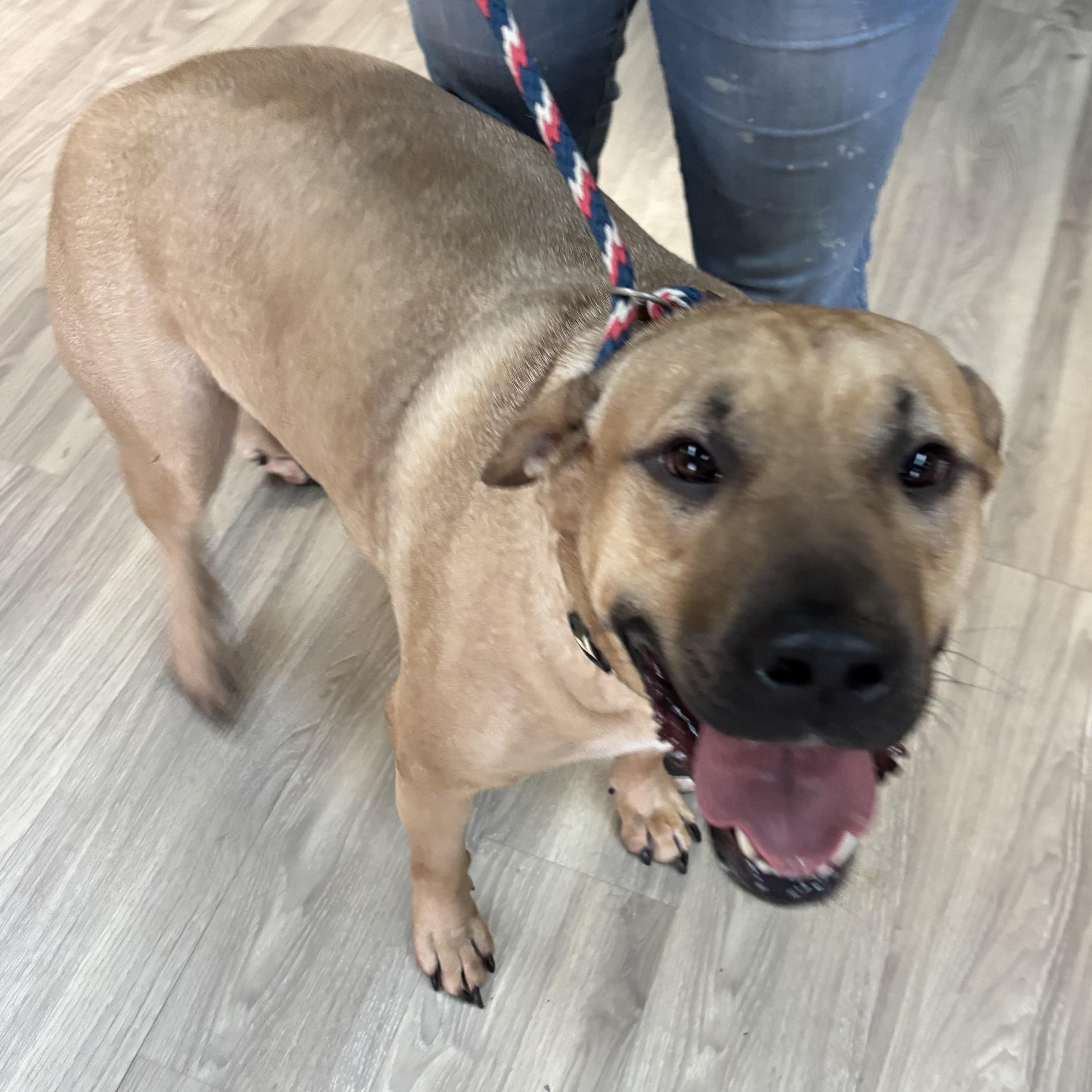 Cobo, adoptable, Adult Male Mastiff.