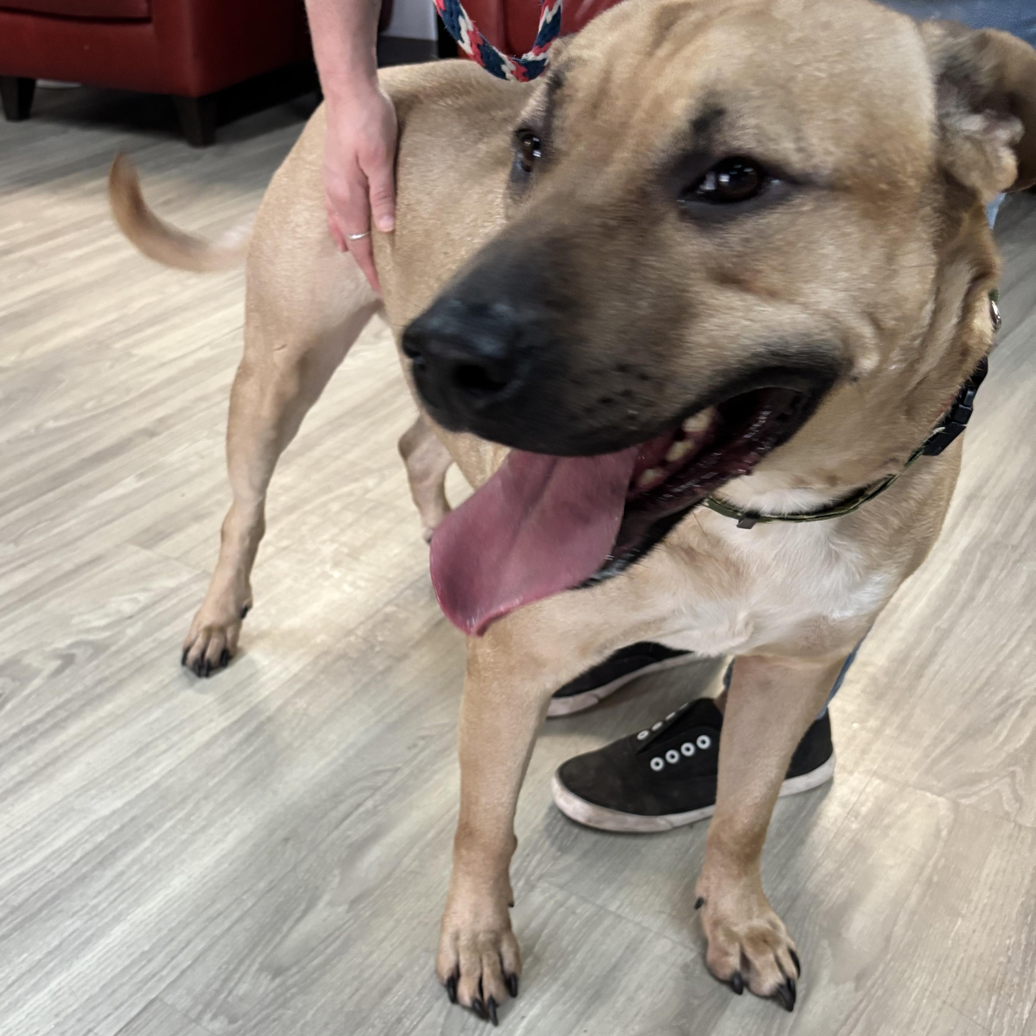 Cobo, an adoptable Mastiff in Smyrna, GA image 4/6