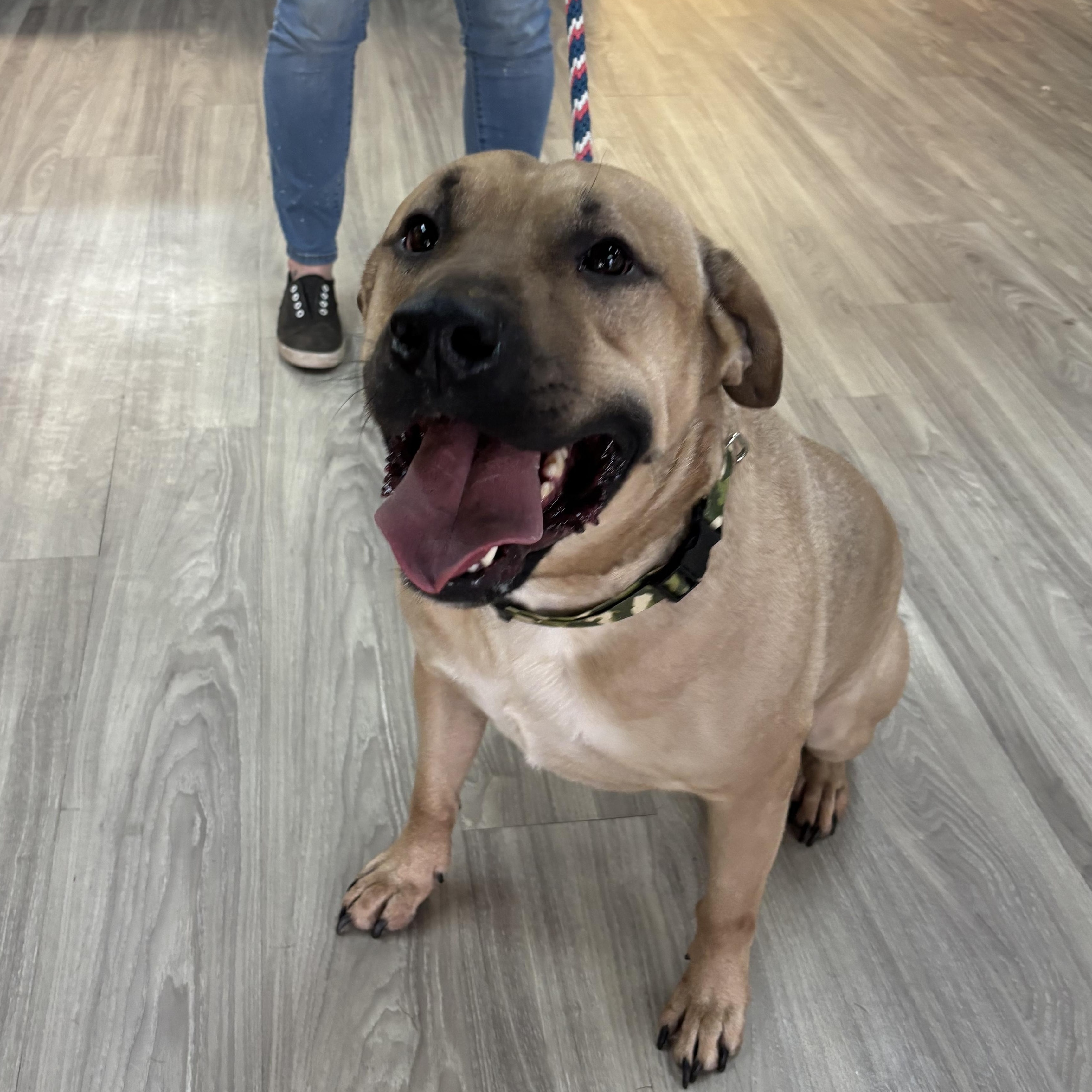 Cobo, an adoptable Mastiff in Smyrna, GA image 3/6