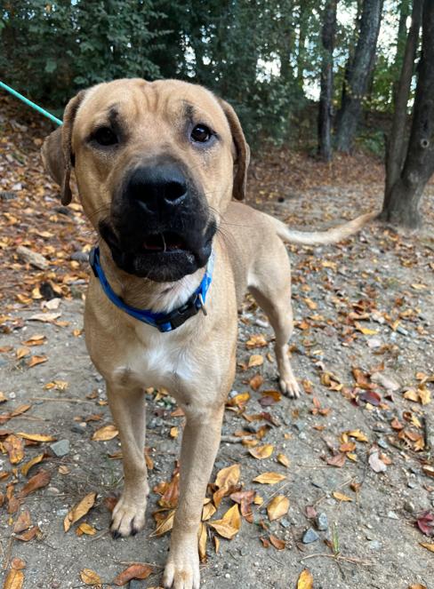 Cobo, an adoptable Mastiff in Smyrna, GA image 6/6
