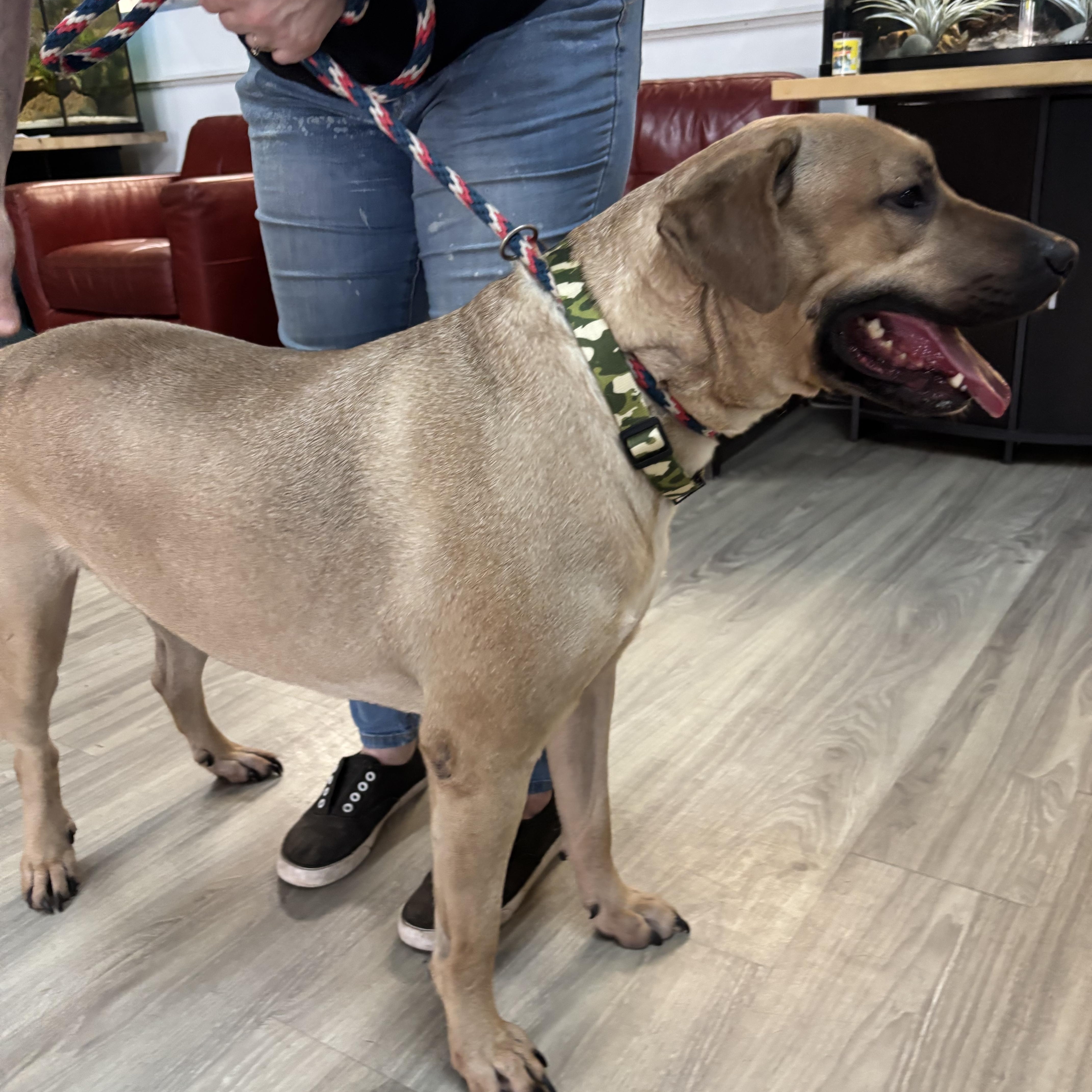 Cobo, an adoptable Mastiff in Smyrna, GA image 2/6