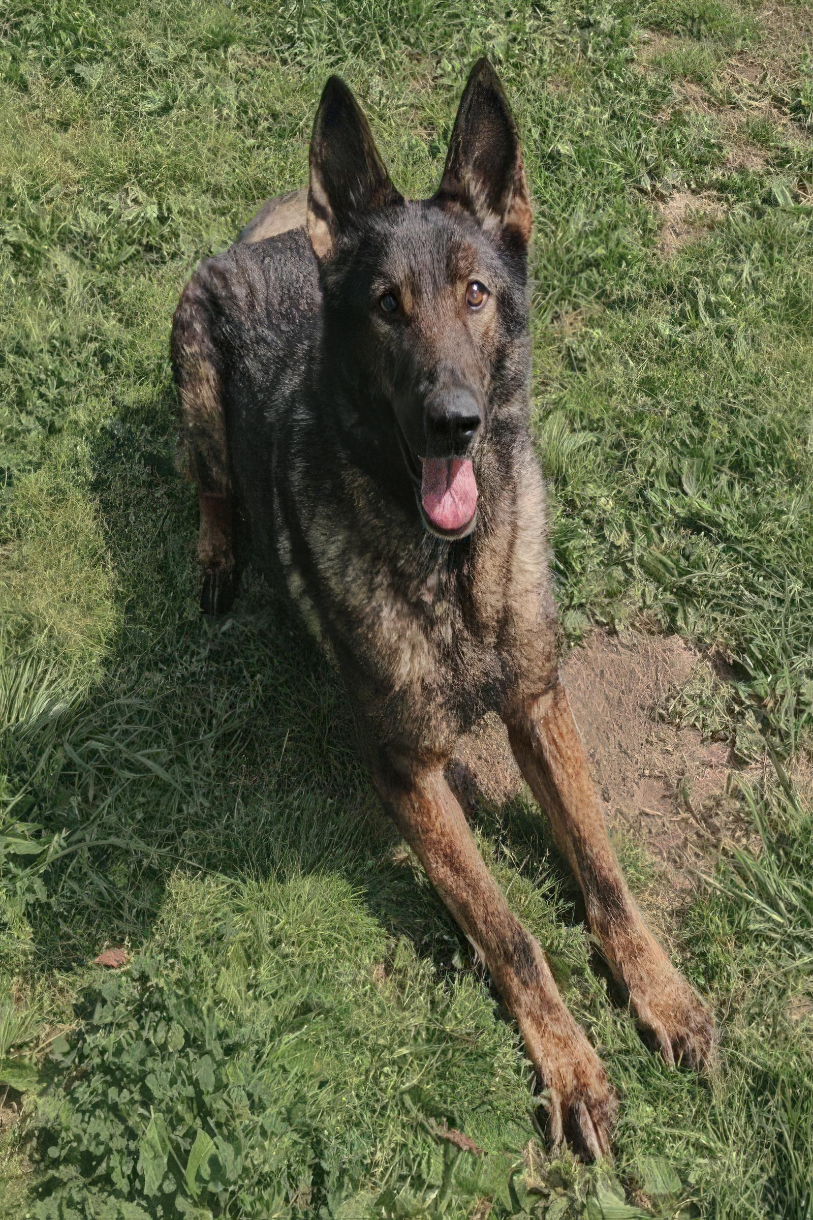 Enlarge Sarabi, a Adopted Mixed Breed in Nashville, TN image 1/1