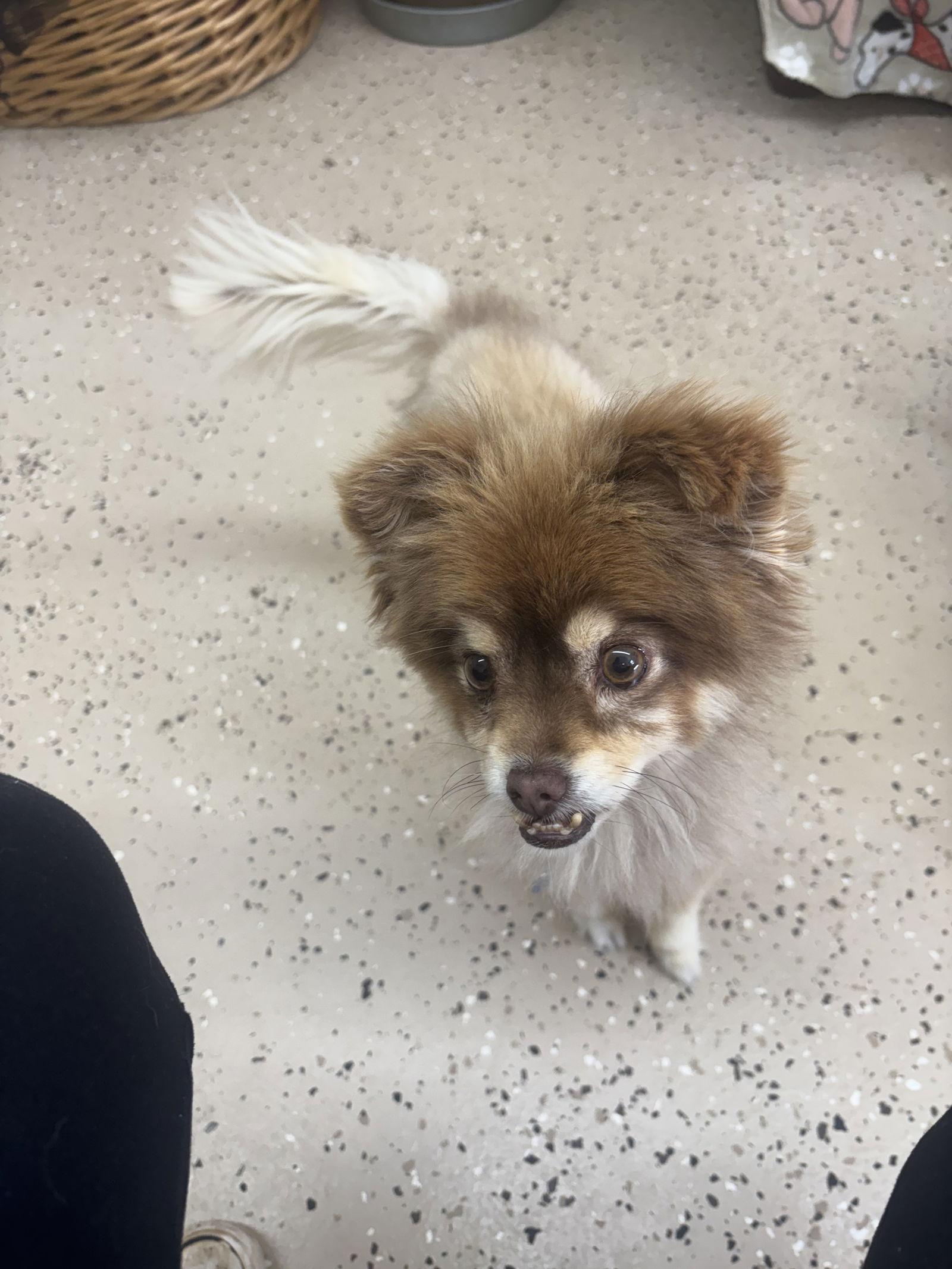 Coco, Adoptable, Senior Male Chihuahua & Australian Shepherd.