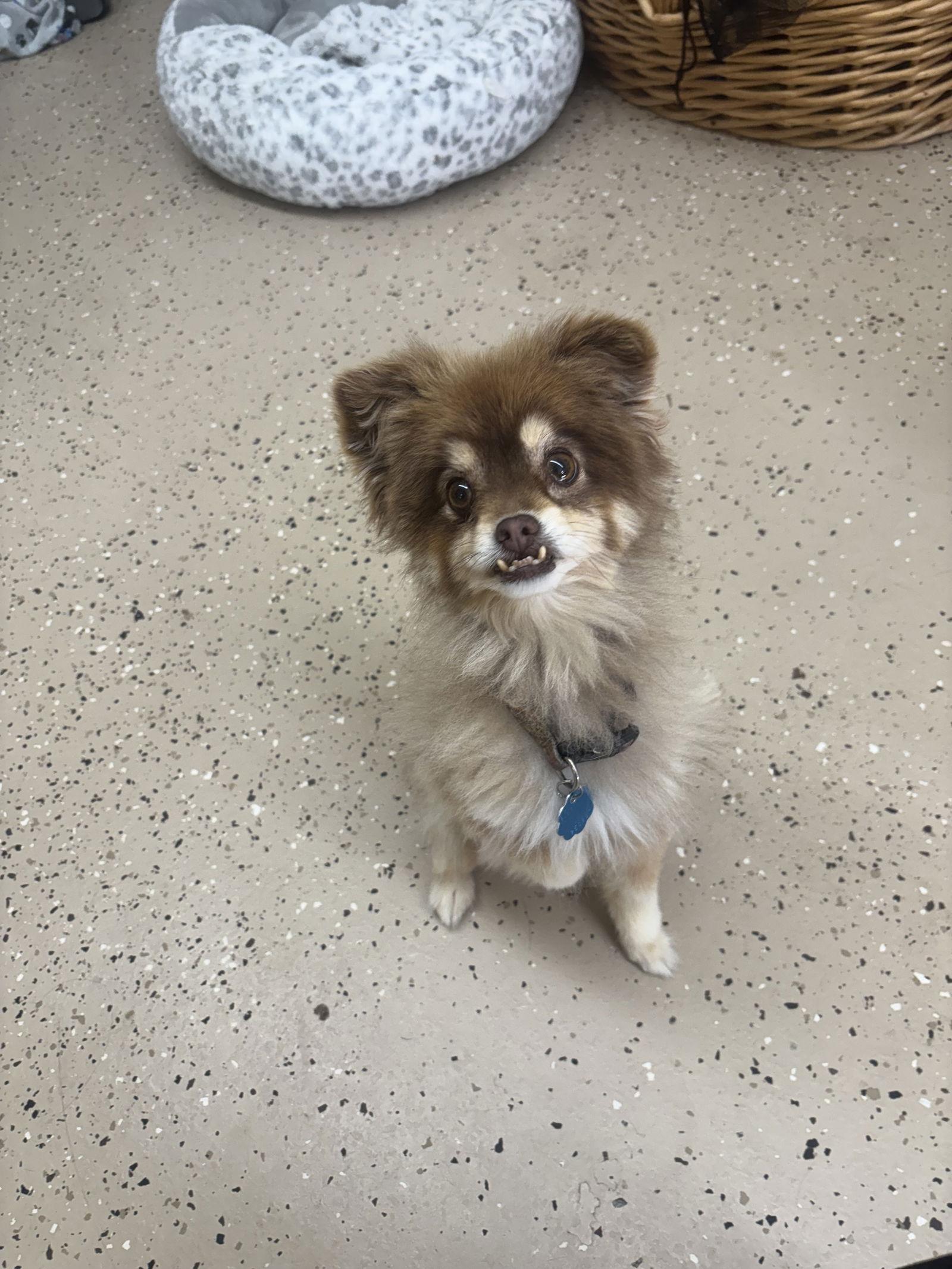 Coco, a Adoptable mixed breed in York, SC image 2/3