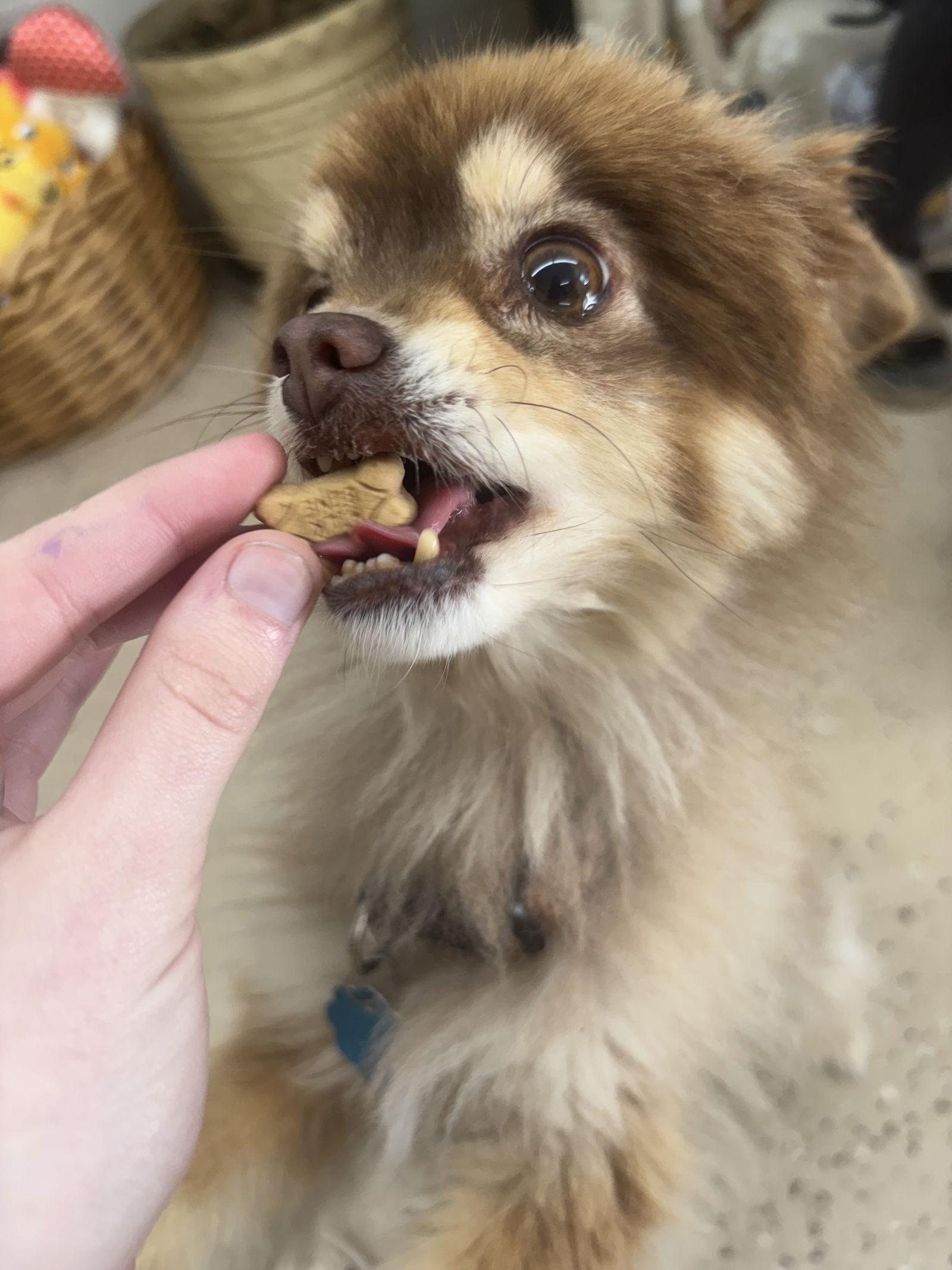 Coco, a Adoptable mixed breed in York, SC image 3/3