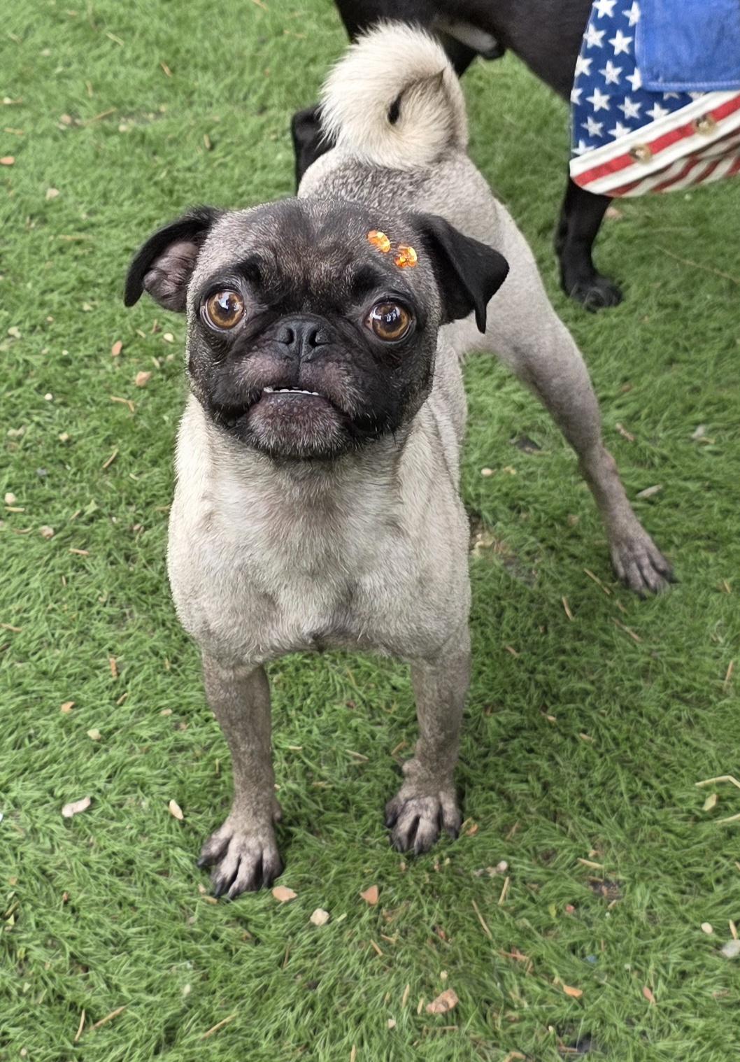Enlarge Nishe, a Adoptable Pug in Fallbrook, CA image 6/6