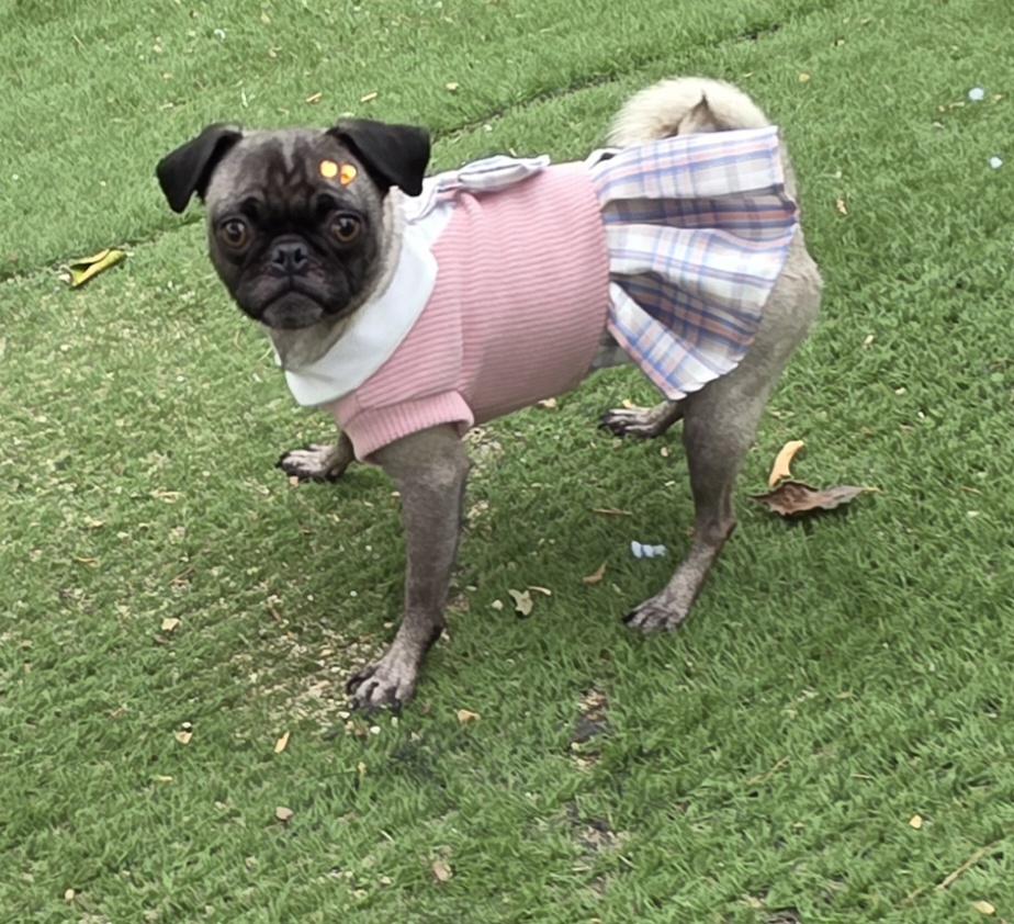 Nishe, Adoptable, Young Female Pug.
