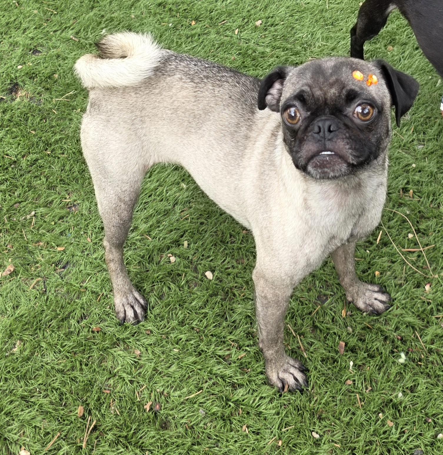 Enlarge Nishe, a Adoptable Pug in Fallbrook, CA image 2/6