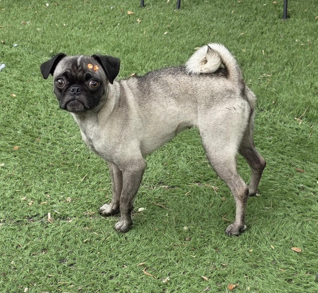 Enlarge Nishe, a Adoptable Pug in Fallbrook, CA image 4/6