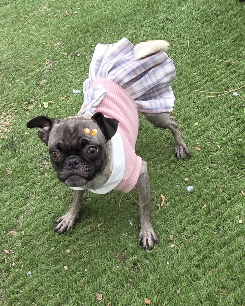 Enlarge Nishe, a Adoptable Pug in Fallbrook, CA image 5/6