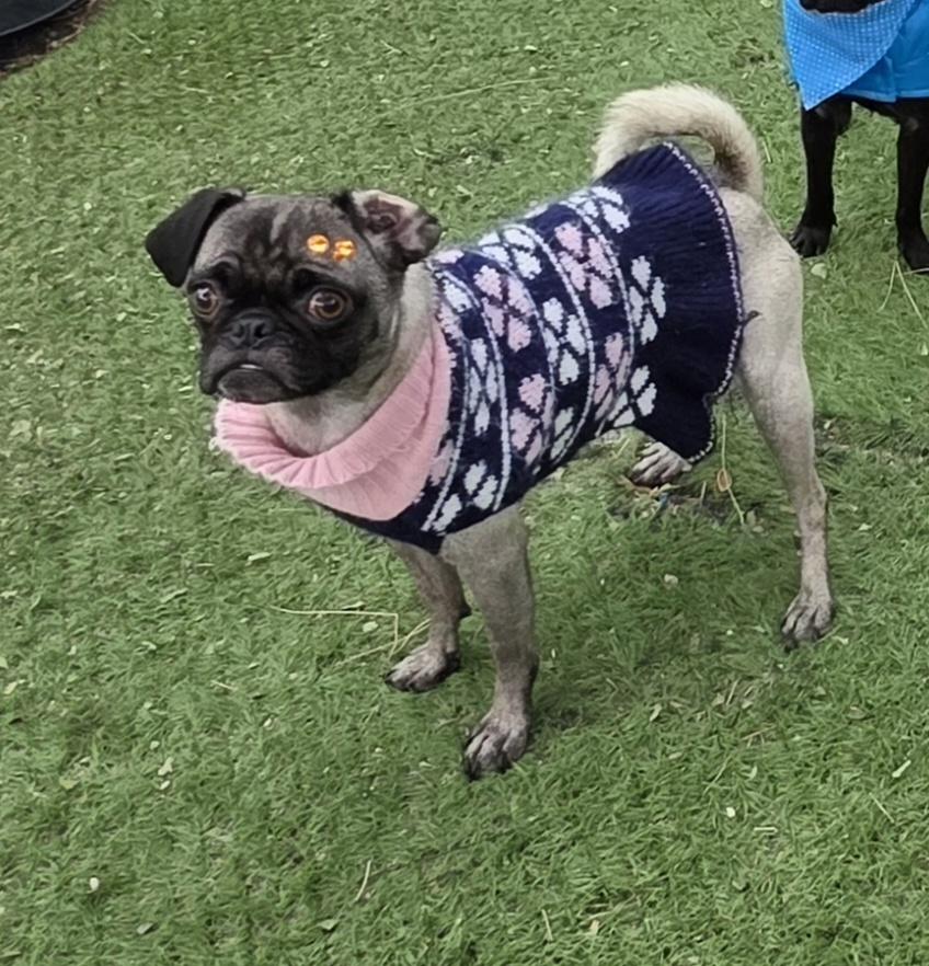 Enlarge Nishe, a Adoptable Pug in Fallbrook, CA image 3/6