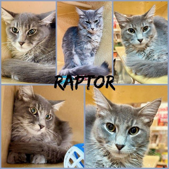 RAPTOR, Adoptable, Kitten Male Tabby.