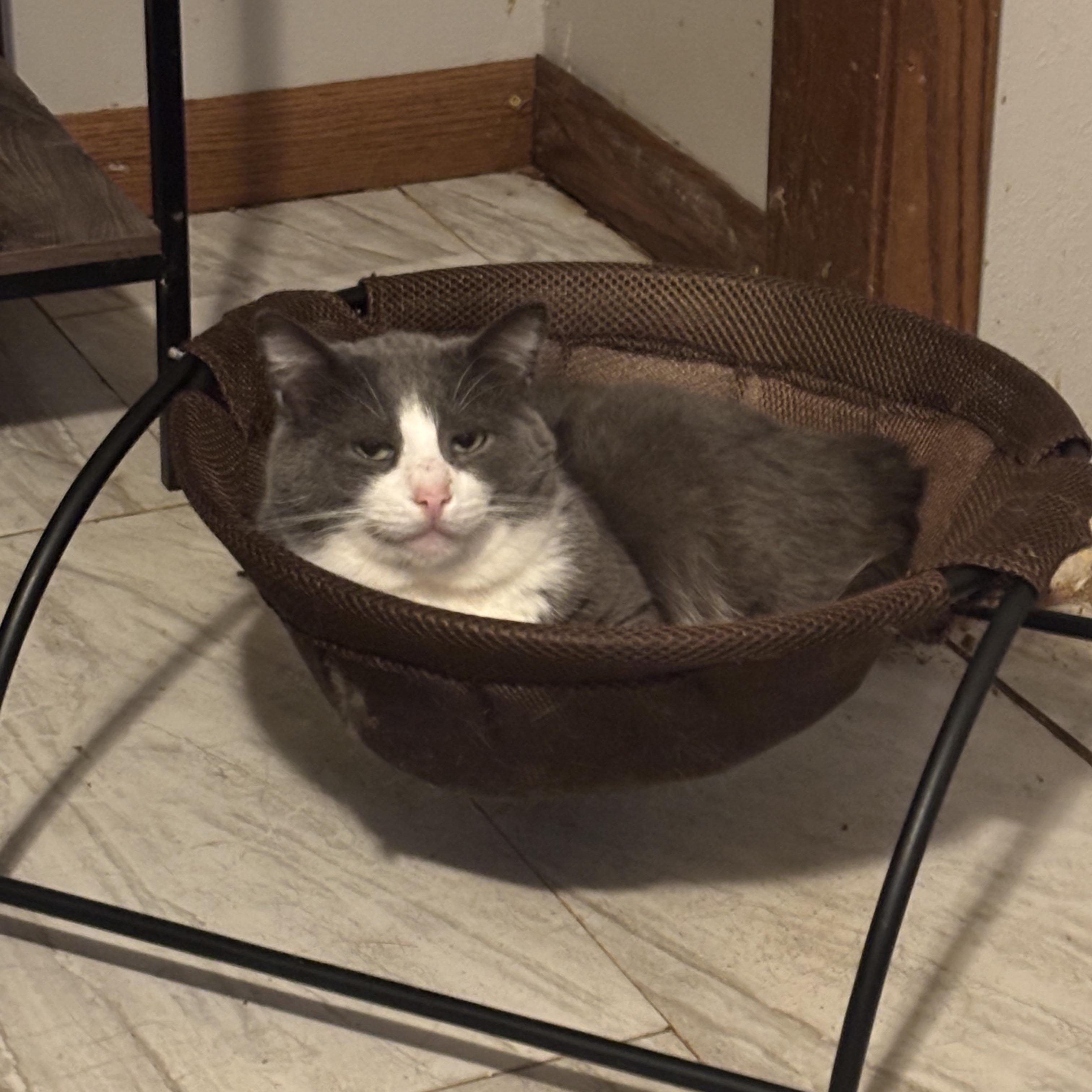 Beethoven (FeLV+/FIV+), an adoptable Domestic Short Hair in Pardeeville, WI, 53954 | Photo Image 4