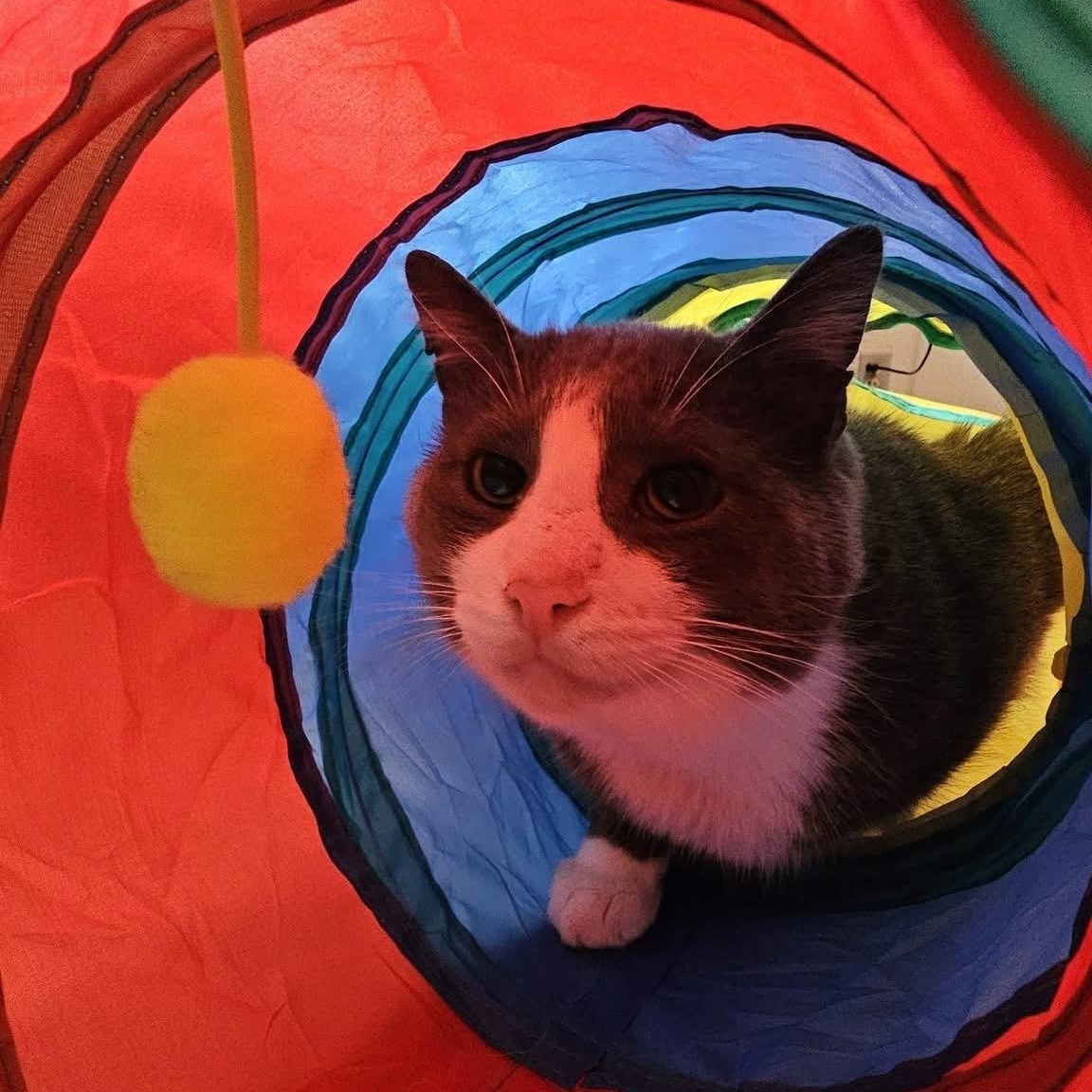 Beethoven (FeLV+/FIV+), an adoptable Domestic Short Hair in Pardeeville, WI, 53954 | Photo Image 2