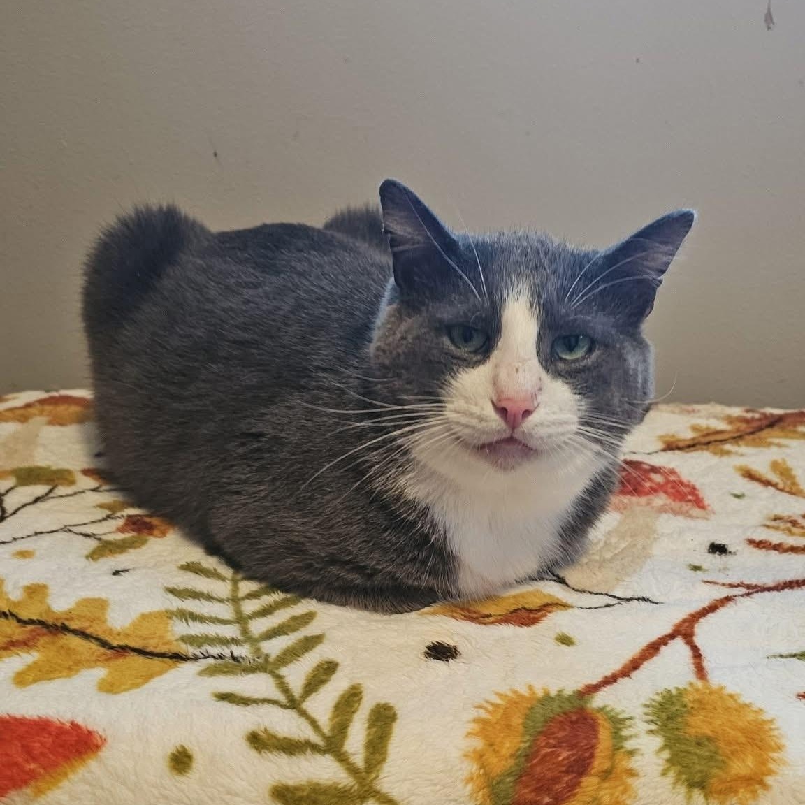 Beethoven (FeLV+/FIV+), an adoptable Domestic Short Hair in Pardeeville, WI, 53954 | Photo Image 1