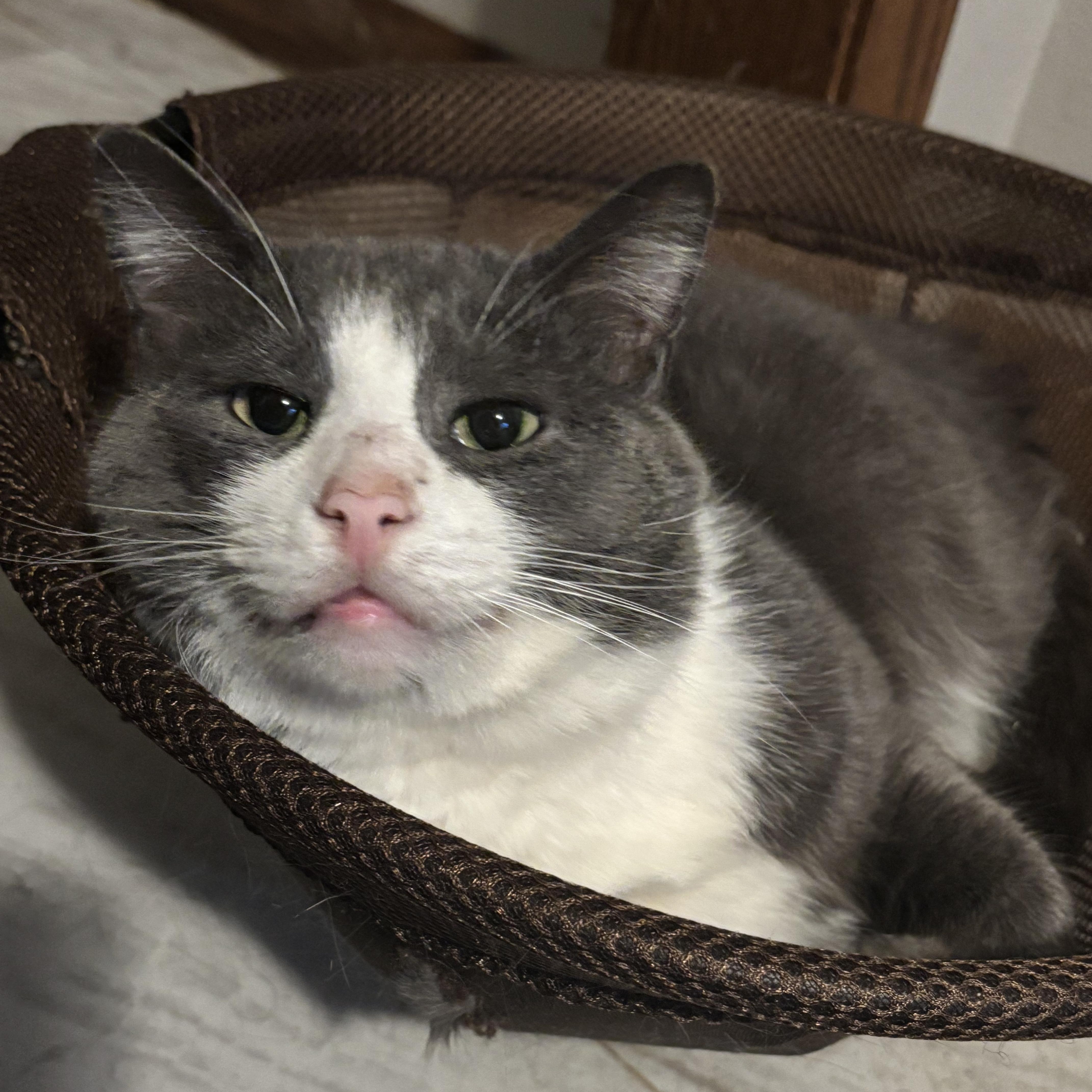 Beethoven (FeLV+/FIV+), an adoptable Domestic Short Hair in Pardeeville, WI, 53954 | Photo Image 5