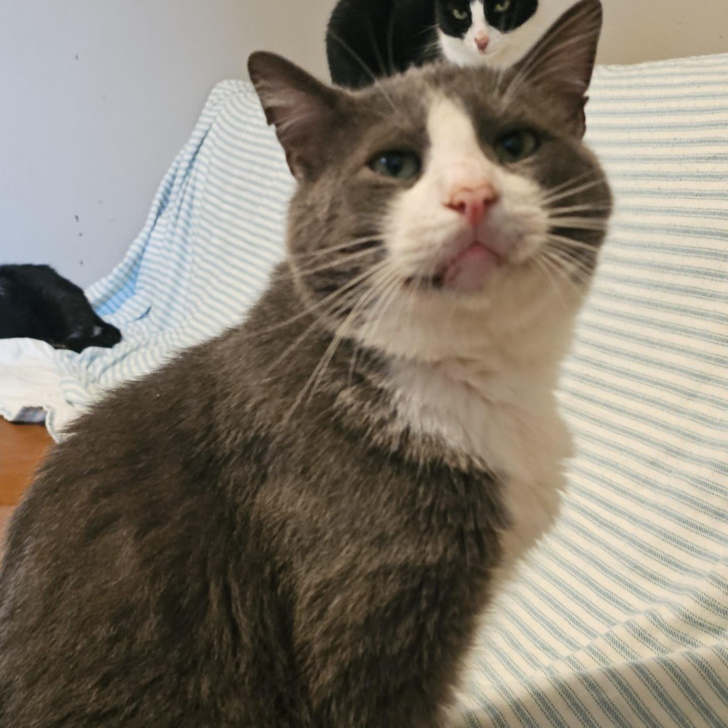 Beethoven (FeLV+/FIV+), an adoptable Domestic Short Hair in Pardeeville, WI, 53954 | Photo Image 3