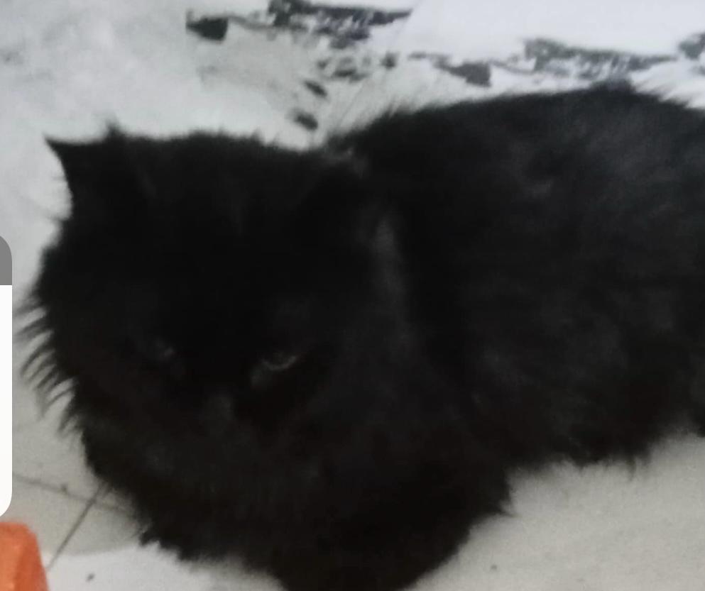 Onyx-9 Months Persian mixed photo 3