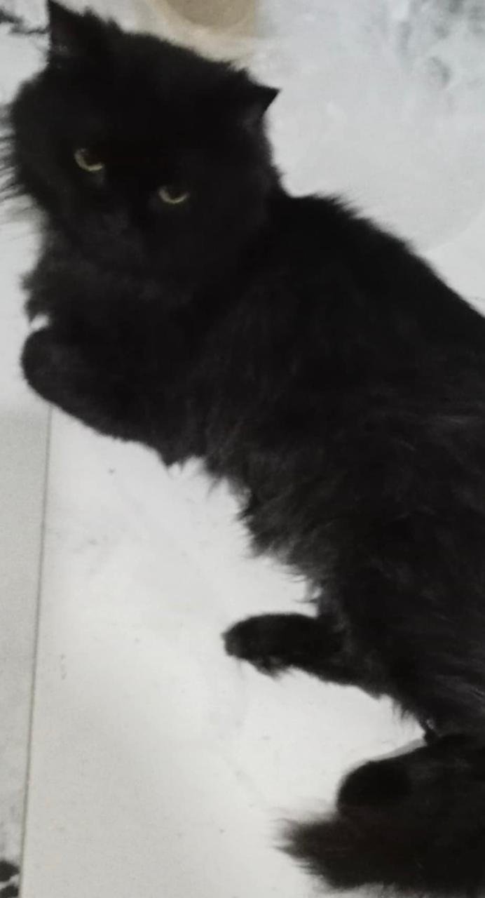 Onyx-9 Months Persian mixed photo 2
