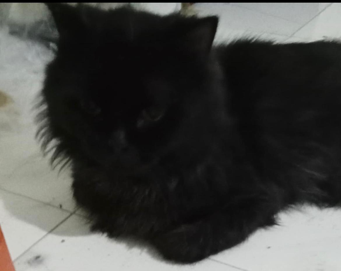 Onyx-9 Months Persian mixed, Young Male unknown