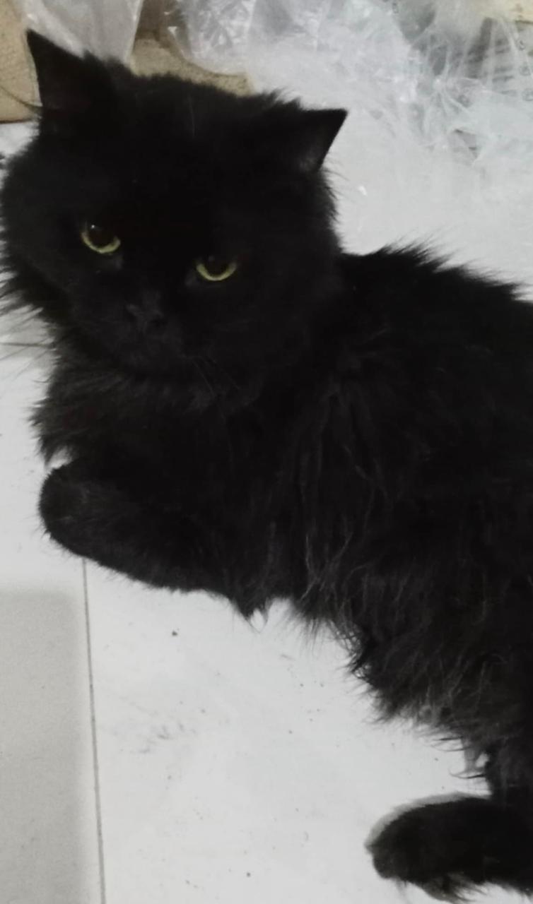 Onyx-9 Months Persian mixed photo 4