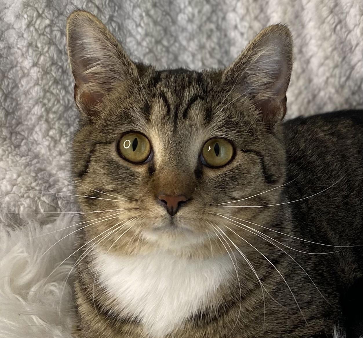 Teddy, Adoptable, Adult Male Tabby & Domestic Short Hair.