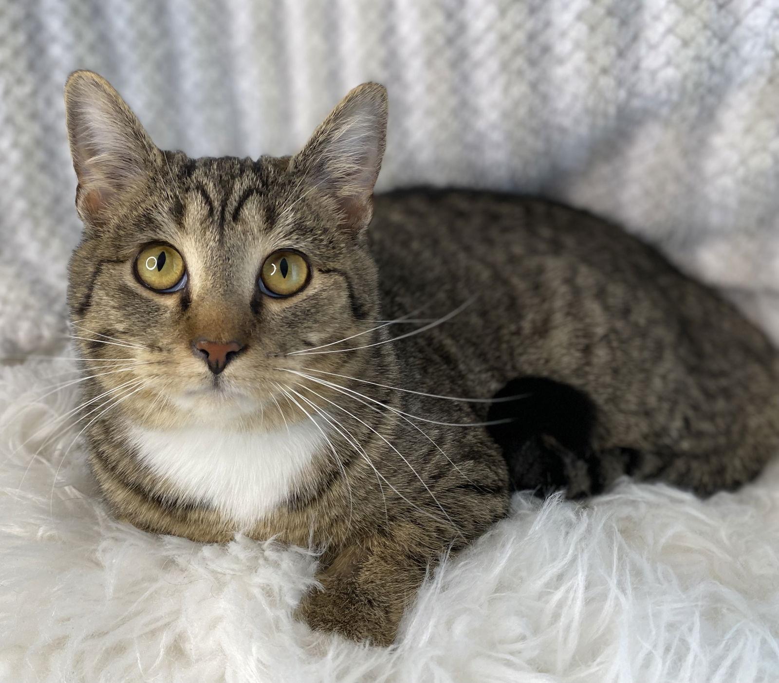 Enlarge Teddy, a Adoptable mixed breed in Cookeville, TN image 2/4