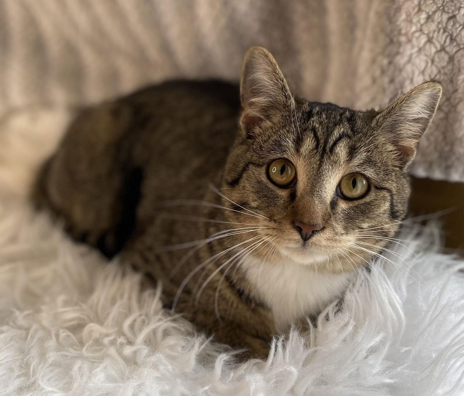 Enlarge Teddy, a Adoptable mixed breed in Cookeville, TN image 3/4